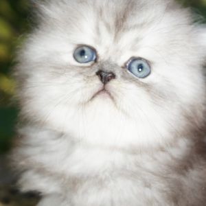 Meet your Posher, Cortney